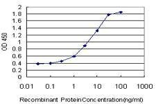 Anti-NANOG Antibody