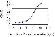 Anti-NAT8B Antibody