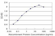 Anti-NBR1 Antibody