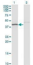 Anti-NDN Antibody
