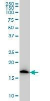 Anti-NDUFS4 Antibody