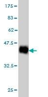 Anti-NDUFS4 Antibody