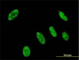 Anti-NEUROG3 Antibody