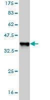 Anti-NFE2L2 Antibody