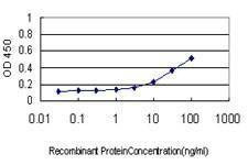 Anti-NFKBIB Antibody