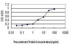 Anti-NFX1 Antibody