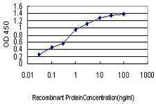 Anti-NFYB Antibody