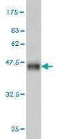 Anti-NMI Antibody