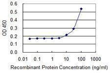 Anti-NPR2 Antibody