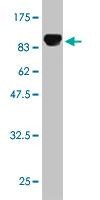 Anti-NR1D1 Antibody