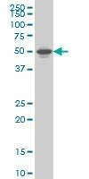 Anti-NR1H2 Antibody