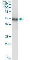 Anti-NR2F1 Antibody