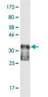 Anti-NRF1 Antibody