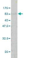 Anti-NUP62 Antibody