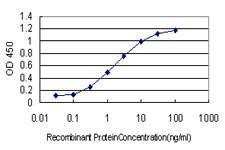 Anti-NUP62 Antibody