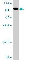 Anti-NXF3 Antibody