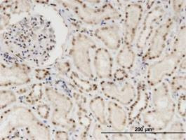 Anti-NXF3 Antibody