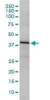 Anti-OBFC1 Antibody