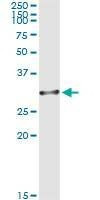 Anti-OLIG1 Antibody