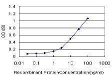 Anti-OPHN1 Antibody