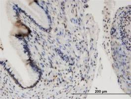 Anti-ORC1L Antibody