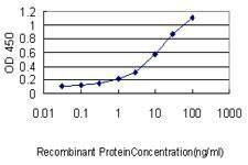 Anti-ORM1 Antibody