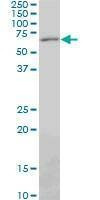 Anti-PAX7 Antibody