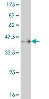 Anti-PAX7 Antibody