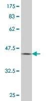 Anti-PAX7 Antibody