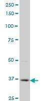 Anti-PBK Antibody