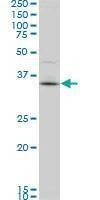 Anti-PBK Antibody