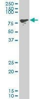 Anti-PCAF Antibody