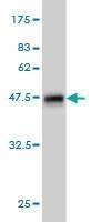 Anti-PDE1B Antibody