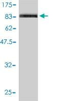 Anti-PECAM1 Antibody