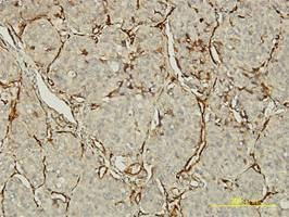 Anti-PECAM1 Antibody