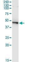 Anti-PELO Antibody