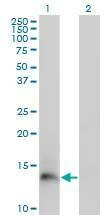Anti-PI3 Antibody