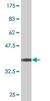 Anti-PIK4CB Antibody
