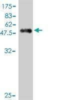 Anti-PILRA Antibody