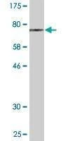 Anti-PIP4K2A Antibody