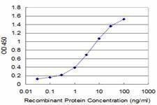 Anti-PLP1 Antibody