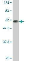 Anti-PLSCR3 Antibody