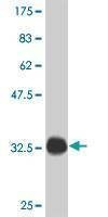 Anti-POU5F1 Antibody