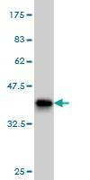 Anti-PPIE Antibody