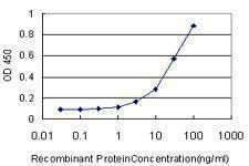 Anti-PRDX1 Antibody