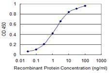 Anti-PRRG2 Antibody