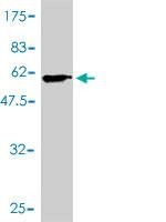 Anti-PSMA1 Antibody