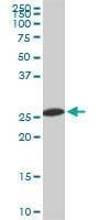 Anti-PSMA8 Antibody