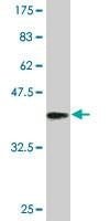Anti-PSMA8 Antibody