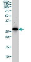 Anti-PSMA8 Antibody